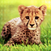 secretambition: (Wild animals ★ Cheetah cub)