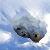 secretambition: (Wild animals ★ Polar Bear Cubs Hello)