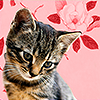 scintilla10: tabby kitten tilts its head curiously against a pink floral background (Animals - kitten on pink bg)