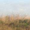 ostreatus: an image of a grassy prairie field against blue sky (Default)
