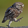 mecurtin: borrowing owl walking (travel)