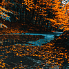 snickfic: colorful fall foliage along creek (mood fall)