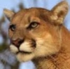 millenyal_pink: (Form- Feline)
