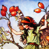 turlough: tiny fairy with rosehips, art by Cecily Mary Baker ((autumn) flower fairy)