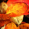 turlough: red and orange leaves ((autumn) seasonal)