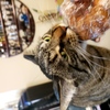 tathra_inth: A tabby cat tries to take a bite out of a plastic-wrapped baked good (NOM)