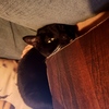 tathra_inth: A tuxedo cat looks up from between a lapdesk and couch back. (Sqish)