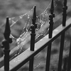 darlingdeathbird: (Autumn - Gates)