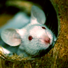 thecitymouse: a white mouse peeking out from a round opening (Default)