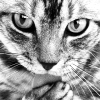 sixbeforelunch: black and white image of a cat's face, no text (stock - b&w cat)