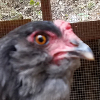 kathmandu: Aghast Chicken Face (Aghast Chicken Face)
