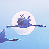 impala_chick: (A crane.)