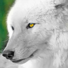 softspokenlandlord: (rlwoof4)