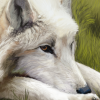 softspokenlandlord: (rlwoof9)
