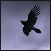 sai_delgado: (raven in flight)