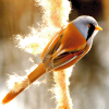 leesa_perrie: Picture of a bearded tit (Bird-Bearded Tit)