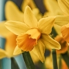 daff0dil: (Default)