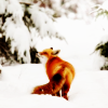 kat_lair: (GEN - winter fox)