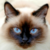 kaishin108: cat from leesa_perrie (cat blue eyes siamese)