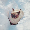 peaked: CAT. (pic#15366028)