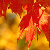 grundyscribbling: fall foliage (seasonal - foliage)