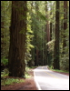 sulien: Avenue of the Giants, Humboldt Redwoods National and State Parks (Road Less Traveled)