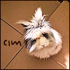 cimorene: A shaggy little long-haired bunny looking curiously up into the camera (bunny)