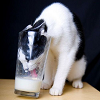 dani_meows: (cats: tuxie with head in glass)