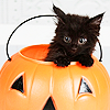 dani_meows: (cats: black cat with pumpkin)