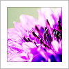 ext_3736: (landscape || plant || cornflower)
