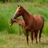 bibliograph: horse (horse)