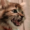frillypotato: A roaring kitten (pic#15413871)