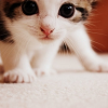 dani_meows: (cats: kitten cute)