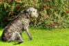 petrichorale: (wolfhound)