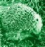 silverfox: (Default)