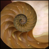 silverthorne: (Nautilus)