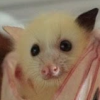 softspokenlandlord: (travelbat4)