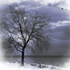 silverthorne: (Winter Tree)