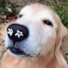 wpadmirer: (dog with flowers)