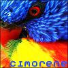 cimorene: Closeup of a colorful parrot preening itself (>:))