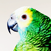 perfectshapes: (birdie)