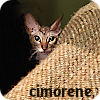 cimorene: A very small cat peeking wide-eyed from behind the edge of a blanket (peek)