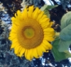 kaishin108: sunflower by me (flower sunflower)