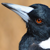 unsheathedfromreality: (iskierka - one for sorrow)