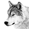leesa_perrie: black and white image of a wolf's head, side on (Wolf 2)