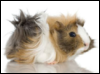 clea2011: (guineapig)