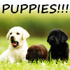 clea2011: (Puppies!)