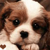 xxxbilliexxx: A close up image of a cocker spaniel puppy with a brown flashing heart in the bottom left corner. (Brown dog w/ animated heart)