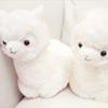 goblinesque: ([ALPACAS] → paca paca paca)