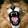 velvetchamber: (Roar)